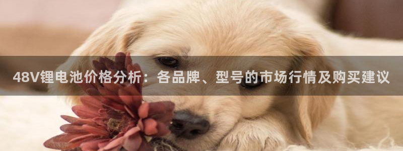 okpay钱包官网：48V锂电池价格分析：各品牌、型号的市场行情及购买建议